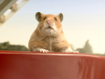 Star-Hamster Hank: Bekommt er eine Wachsfigur?