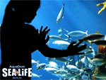 Ticket-Alarm: Täglich Tickets für das SEA LIFE in Berlin zu gewinnen!
