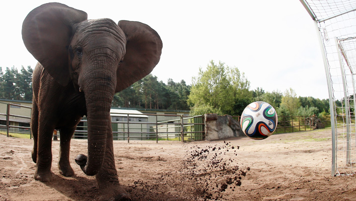 Elefanten-Orakel Nelly (Foto: obs/Serengeti Park Hodenhagen)