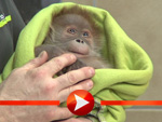 Orang-Utan-Baby Rieke (Foto: HauptBruch GbR)