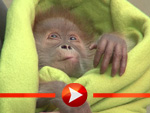 Orang-Utan-Baby stellt sich in Berlin vor