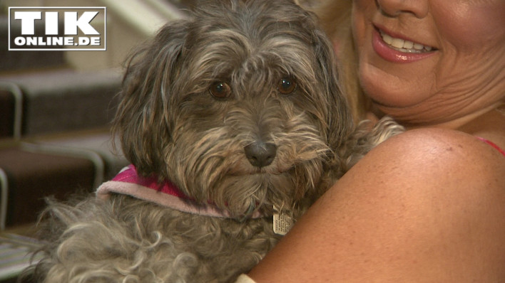 Hund Daisy ist Romina Power zugelaufen