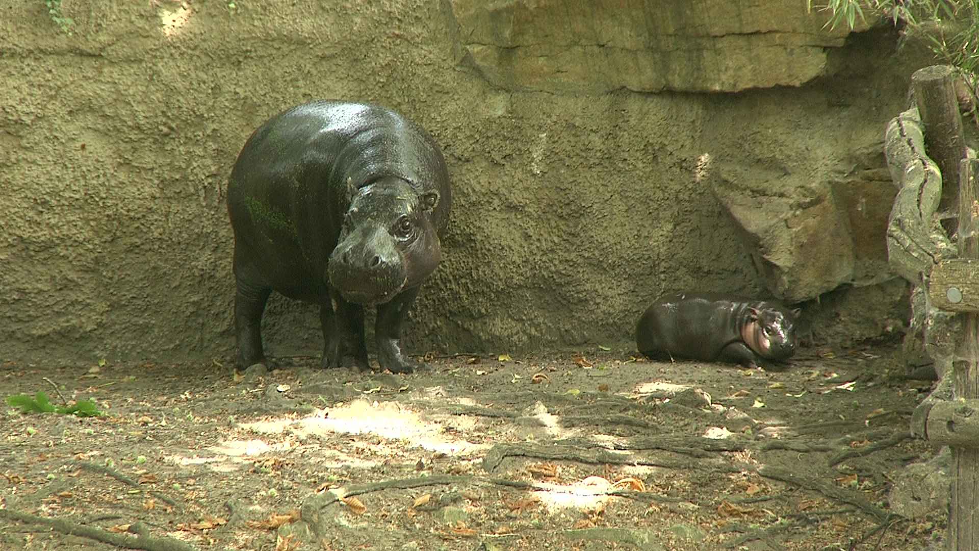Zwergflussferd-Baby „Brötchen“ feiert sein großes Debüt mit prominenter Patin