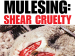 PETA Plakat gegen Mulesing (Photo: PETA)