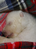 Bekommt Knut jetzt Konkurrenz?: Fränkisches Eisbär-Baby wird von Hand aufgezogen!