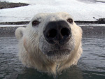 Neue BBC-Doku: Den Eisbären ganz nah