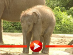 Elefantenbaby Ko Raya im Berliner Zoo