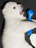 Eisbär-Baby Flocke: Bekommt Kinderstube!