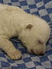 Eisbär-Nachwuchs: Die neuesten Bilder aus Nürnberg!