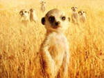 Wächter der Wüste: Rufus Beck gibt Erdmännchen seine Stimme!