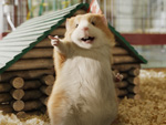 G-Force: Die Meerschweinchen kommen!