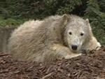 Eisbär Knut: Todesursache endgültig geklärt