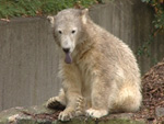 Knut: Woran starb der Kult-Eisbär?
