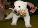 Eisbär-Baby Knut (Photo: Archiv Zoo Berlin)