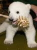 Knut darf leben!: Keine Todesspritze für das Eisbär-Baby!