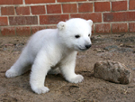Eisbär Knut (Photo: Archiv Zoo Berlin)