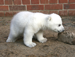 Eisbär-Baby Knut (Photo: Archiv Zoo Berlin)