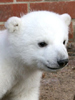 Knut wird Pop-Star: Erste offizielle Single des Eisbär-Babys!