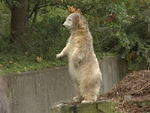 Eisbär Knut im Teeny-Alter (Photo: HauptBruch GbR)
