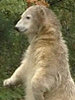 Eisbär Knut: Gewinnt Kommunikations-Preis!