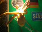 Kraken-Orakel: Aus Paul wird Ophira
