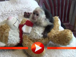 Justin Biebers Affe Mally kuschelt und quietscht