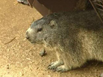 Murmeltiere aus Winterschlaf erwacht!