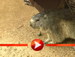 Die Murmeltiere beenden ihren Winterschlaf