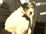 Oscar-Star Uggie: Filmhund zu krank für Hollywood